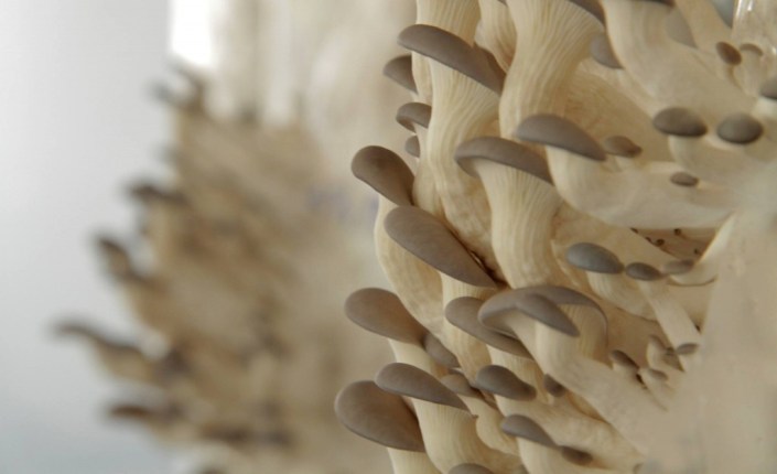 11110818_878578132203045_7076602762389662169_o-1024x626